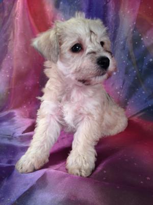 Schnoodles for sale by Schnoodle Breeders in Los Angeles will most Likely Cost More than Puppies at Purebredpups!